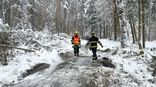 Odstranění stromut P.D.0006